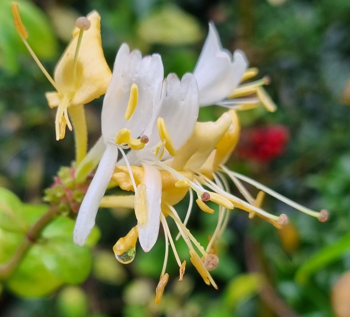 Honeysuckle, Knather Woods, Ballyshannon. #wildflowerhour