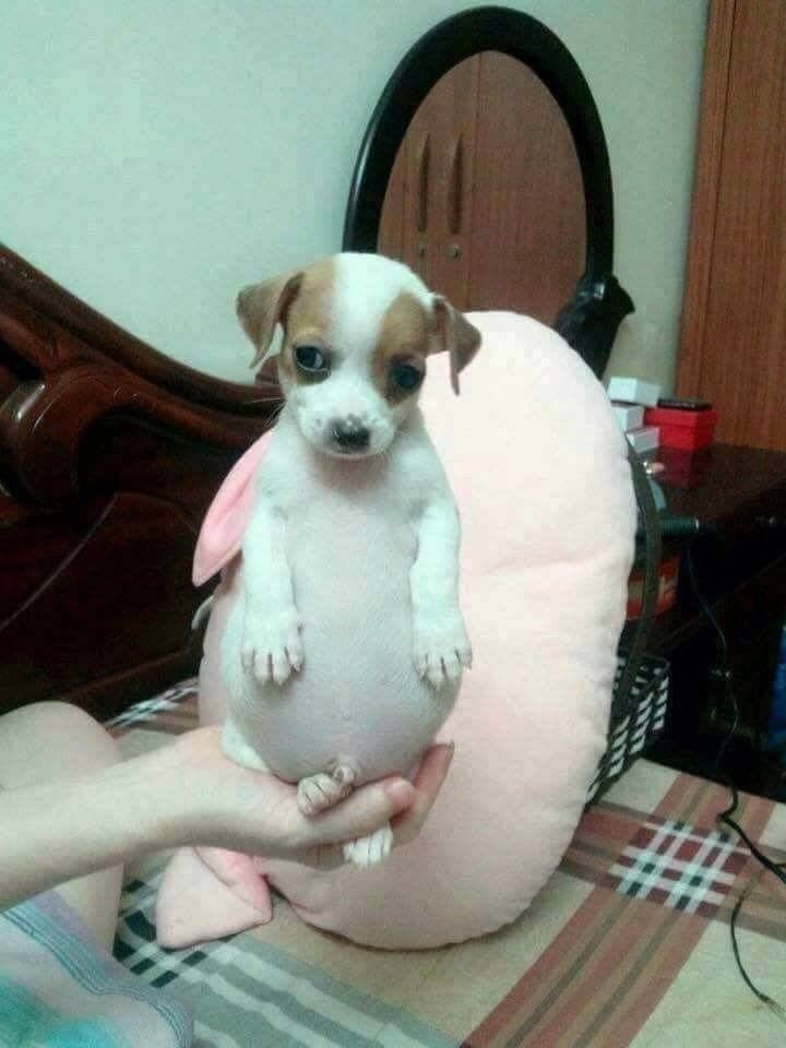 kkkkkk safadinho  encheu o bucho no  almoço de domingo  ta full of farofa  bobao