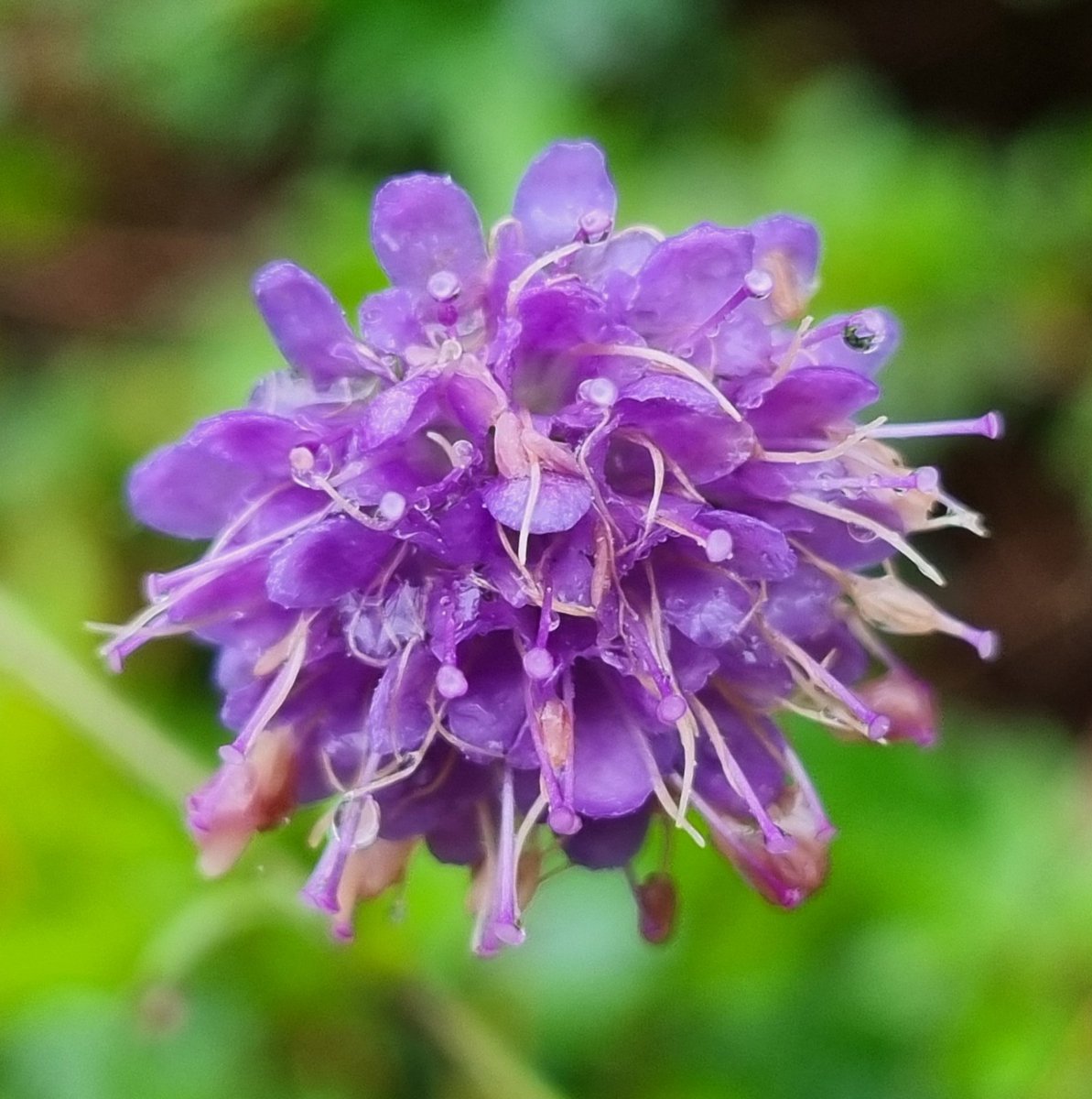 Devil's-Bit Scabious, Knather Woods, Ballyshannon. #wildflowerhour