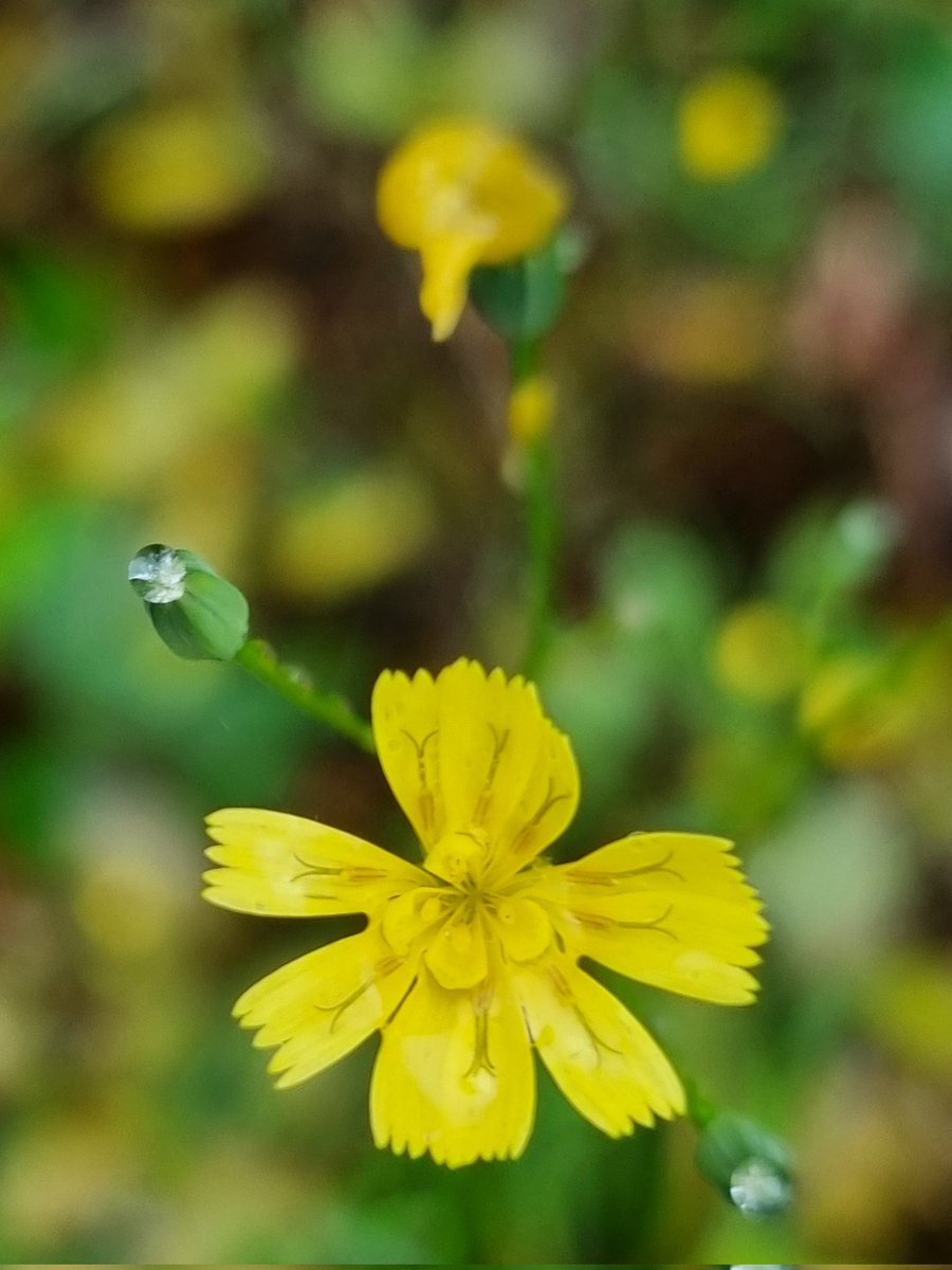 Nipplewort, Knather Woods, Ballyshannon. #wildflowerhour