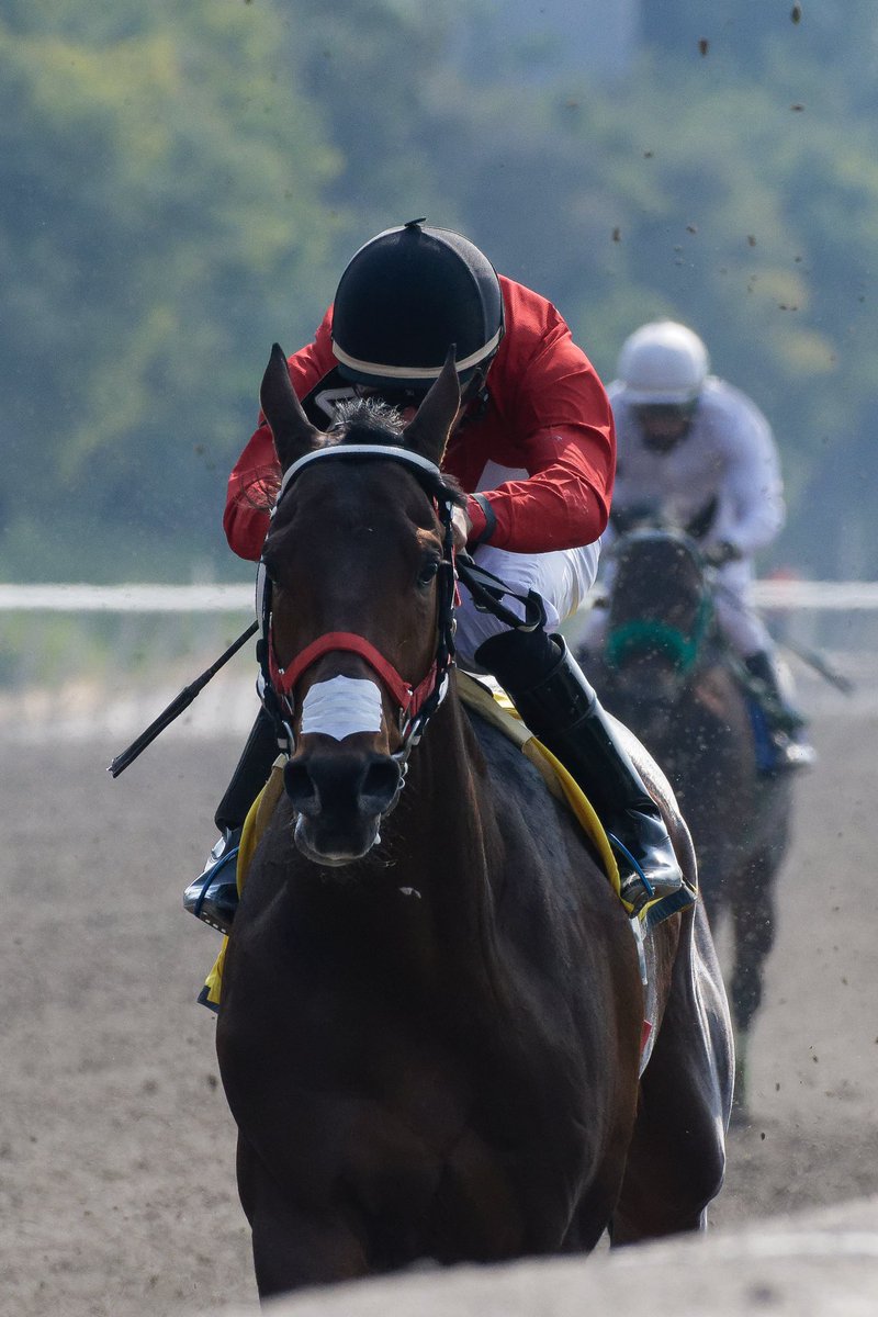 El triple Coronado mexicano y campeón del Caribe 2022 Iniesta, encabeza la nómina que de enlazar sus conexiones podrían estar presentes en la Serie Hipica del Caribe por la copa Confraternidad en diciembre próximo.