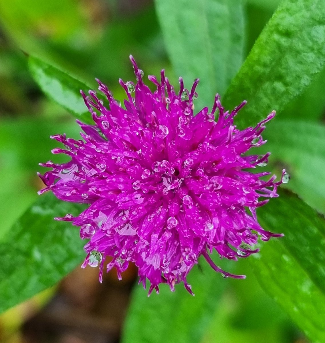 Common Knapweed in the rain, Knather Woods, Ballyshannon. #wildflowerhour