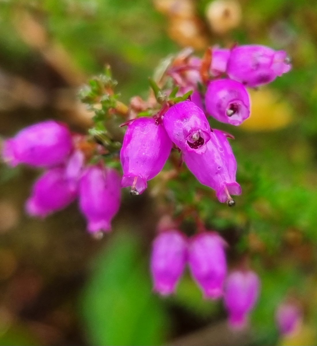 Bell Heather, Knather Bog, Ballyshannon. #wildflowerhour