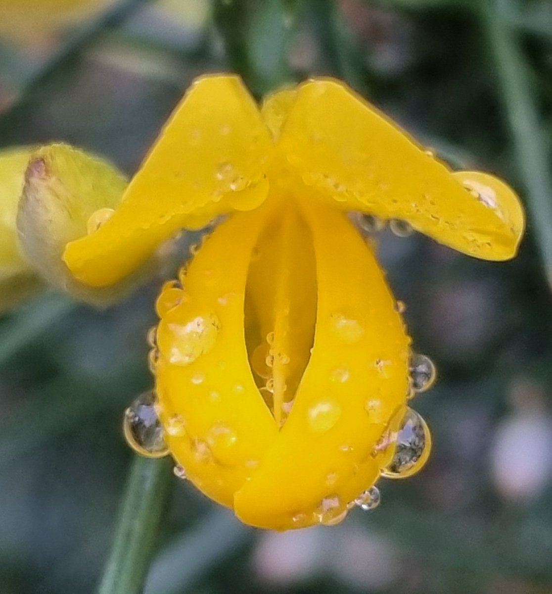 Gorse in the rain, Knather Bog, Ballyshannon. #wildflowerhour