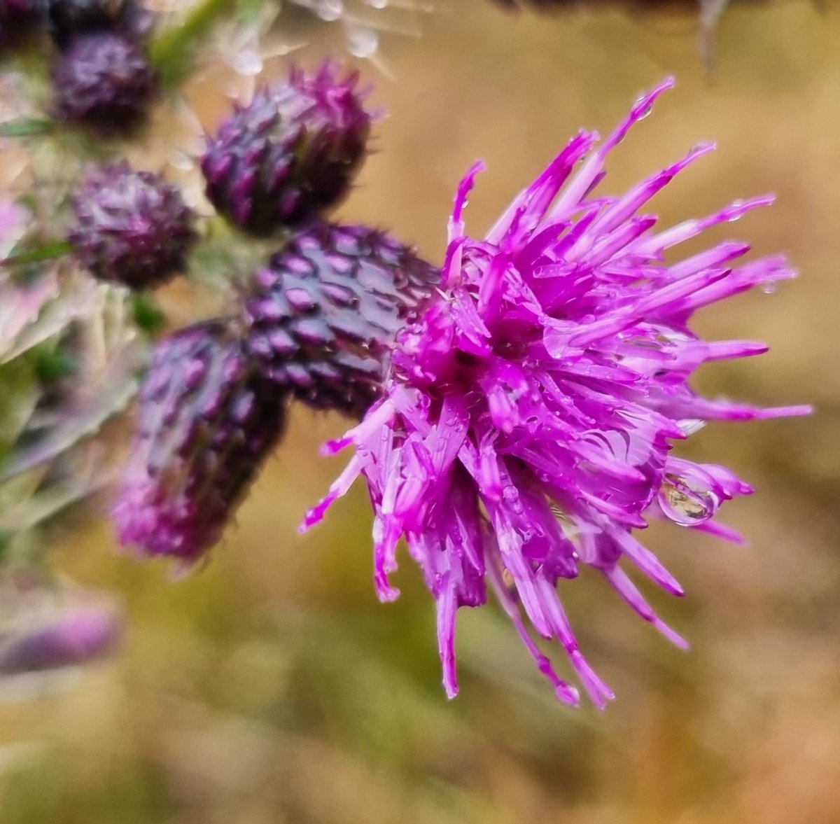 Marsh Thistle, Knather Bog, Ballyshannon. #wildflowerhour
