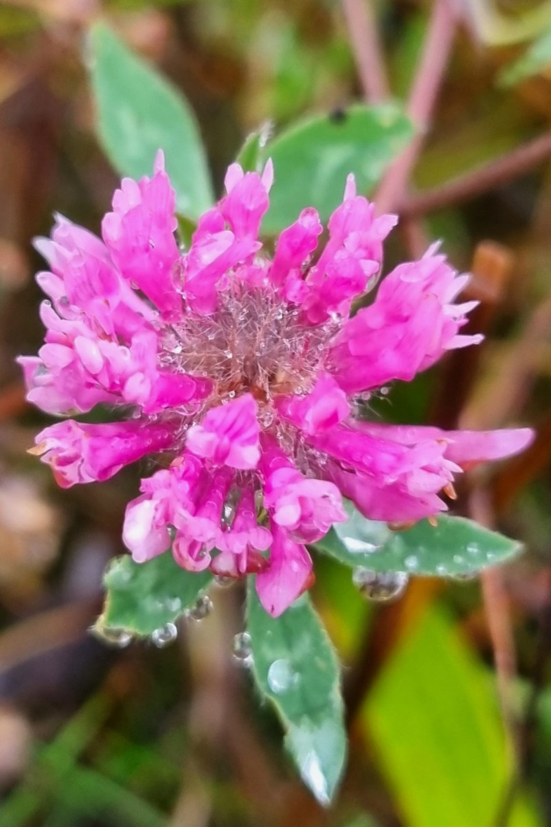 Red Clover, Knather Bog, Ballyshannon. #wildflowerhour