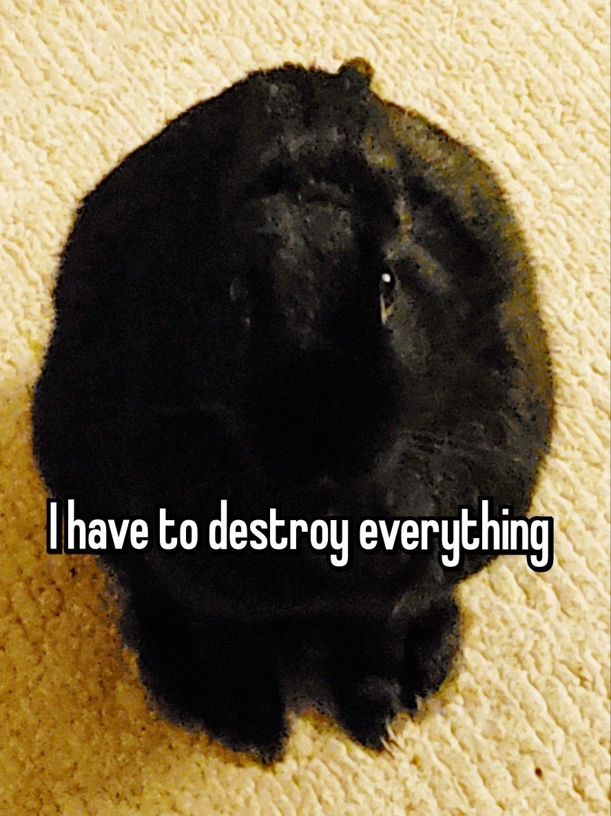 Bunnies's tweet photo. https://t.co/Fn4xrleyjB