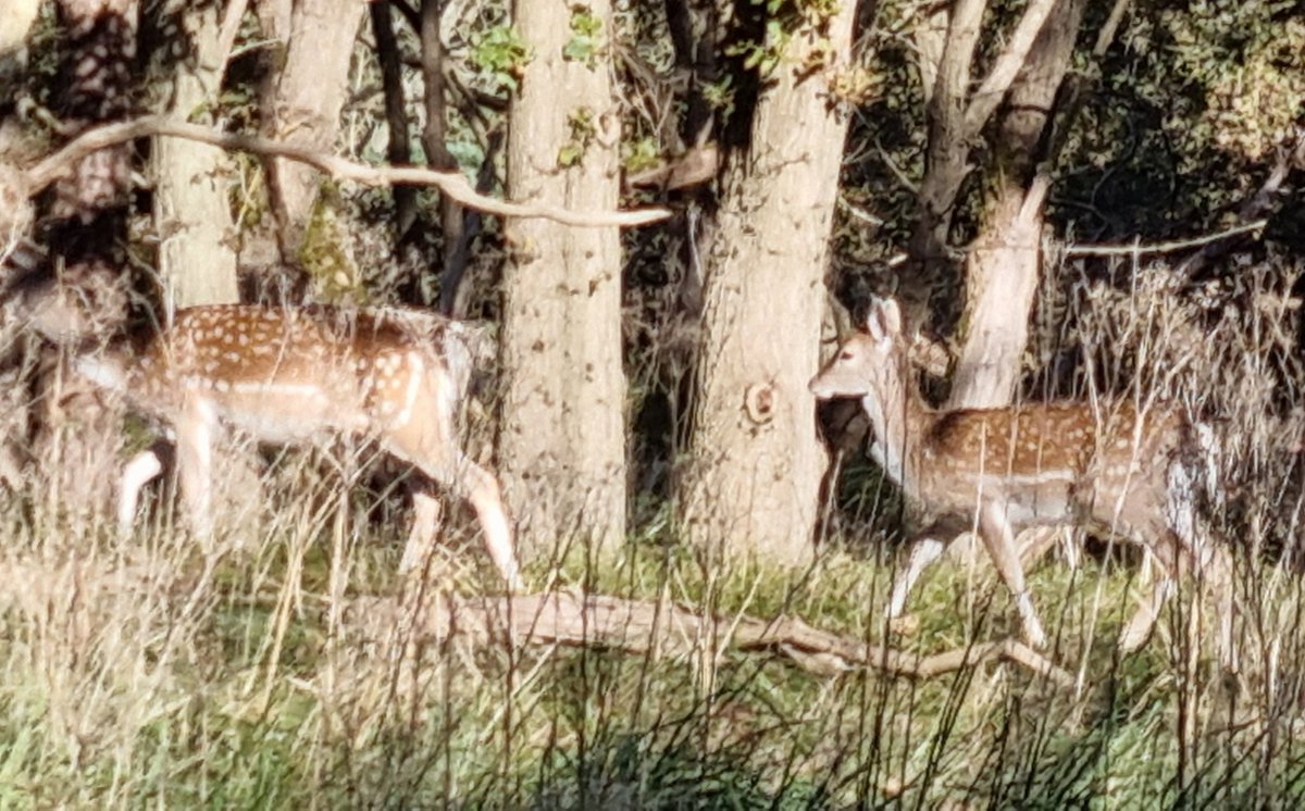 Cocos024's tweet image. Prachtige start van de herfstvakantie in de Amsterdamse Waterleidingduinen. 🫎🍁