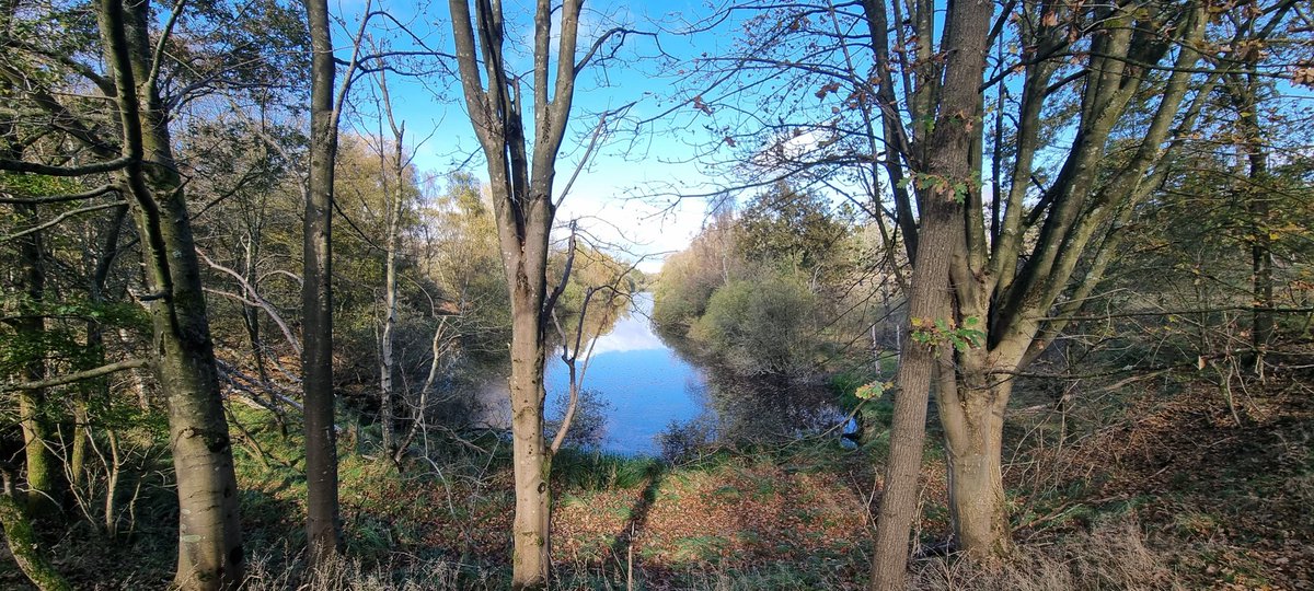 Cocos024's tweet image. Prachtige start van de herfstvakantie in de Amsterdamse Waterleidingduinen. 🫎🍁