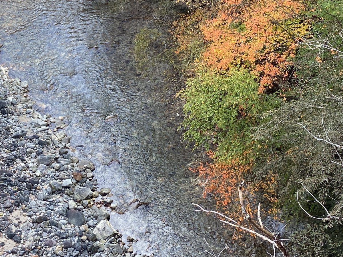 kiwa_lab's tweet photo. 休みの前日、明日何しよう？ってなり、思いつきで西沢渓谷に行きました。

紅葉にはまだ早く時間も早いから、ほとんど人に遭うことはなく、終始自分だけのペースで歩けて、気持ちが落ち着きます。

明日何しよう？からの山歩き。ハマりそうです。 https://t.co/oMJUu8BMpu