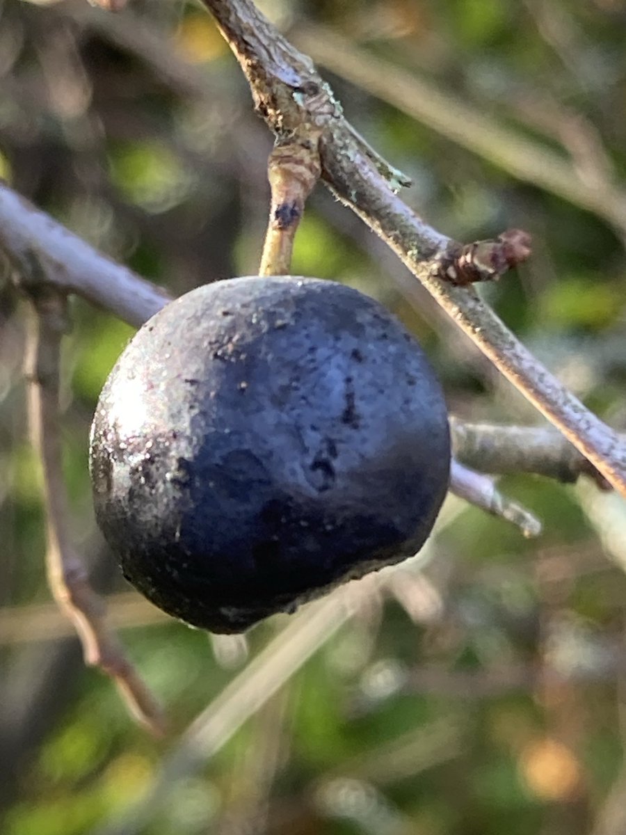 The last sloe on a blackthorn (Prunus spinosa) near the Derwent in Derbyshire ⁦<a href="/wildflower_hour/">wildflowerhour</a>⁩ #Wildflowerhour ⁦<a href="/BSBIbotany/">BSBI: Botanical Society of Britain & Ireland</a>⁩   Support <a href="/DerbysWildlife/">Derbyshire Wildlife Trust</a> Derwent Survival Appeal derbyshirewildlifetrust.org.uk/derwent-appeal