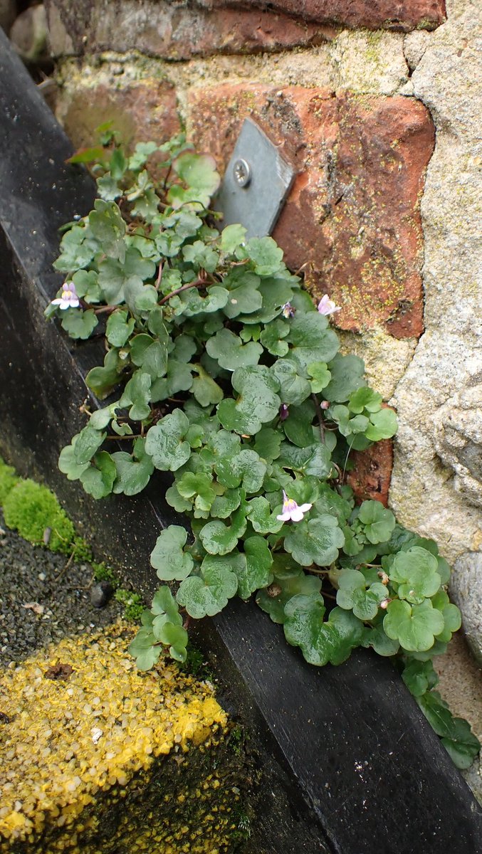 Moira O'Donnell 🏴 tweet media