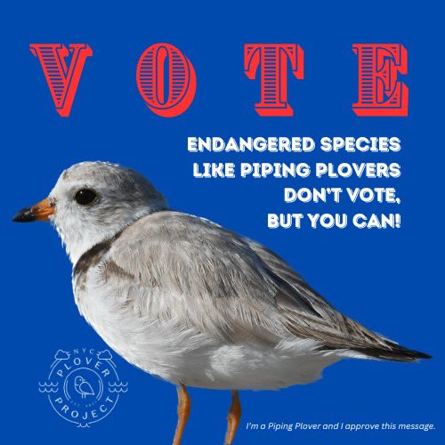 NYC Plover Project tweet media