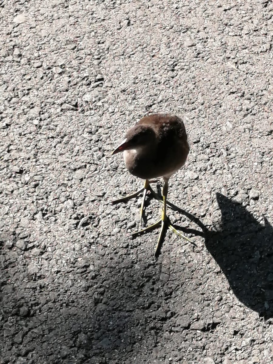 i ate a glass marble when i was 6 🥞⃤ tweet media