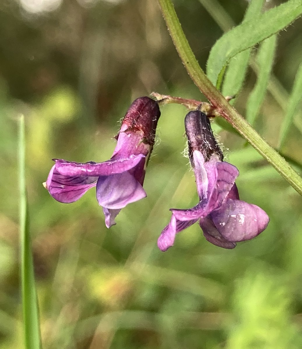 Steve Coates tweet media