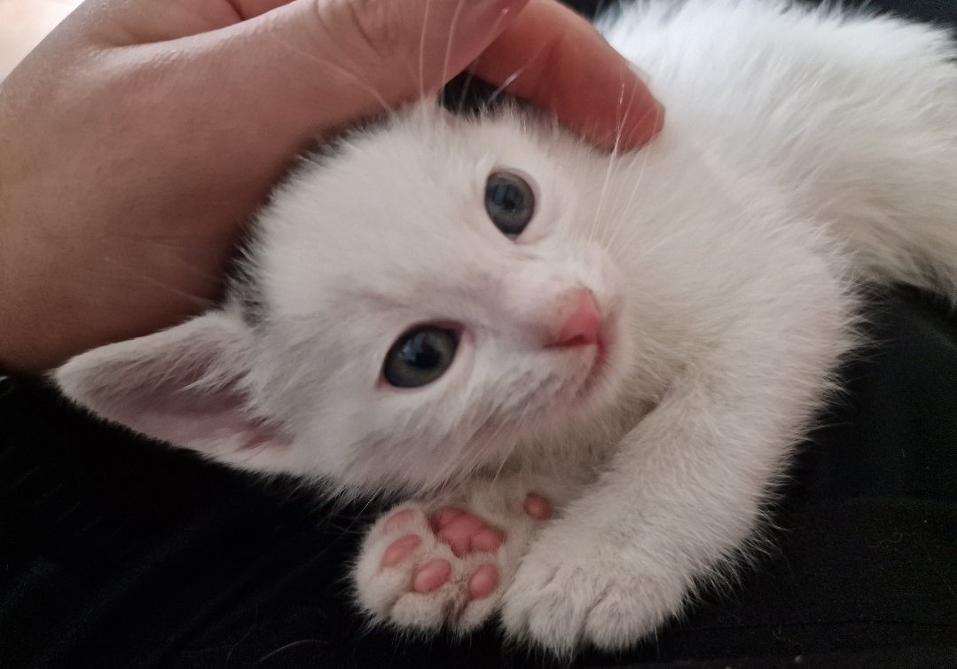 AloisNL's tweet photo. This my new homie Carl 

He gets pink ears when room is heated https://t.co/nccF8uoLQ4