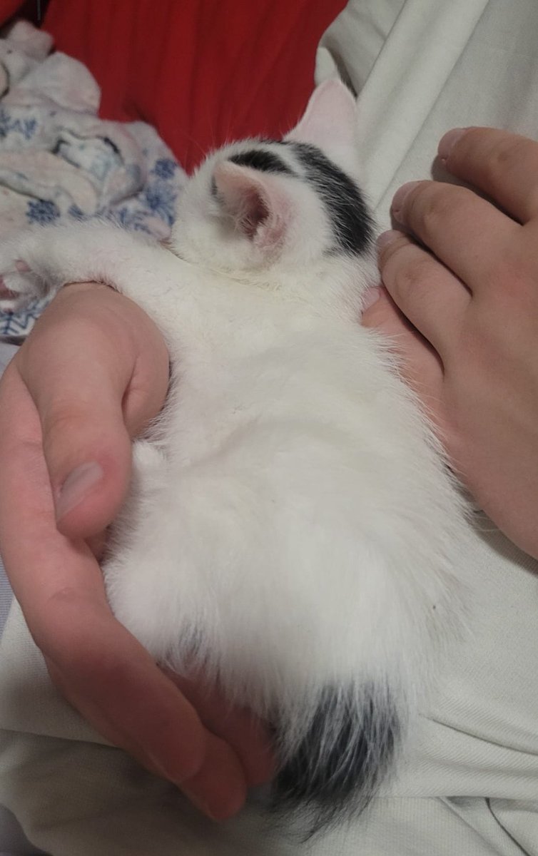 AloisNL's tweet photo. This my new homie Carl 

He gets pink ears when room is heated https://t.co/nccF8uoLQ4