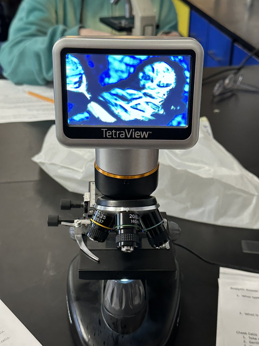 Just in time for Halloween 🎃 students found a “mummy baby” in their onion cells! Doesn’t it look like a mummy?!