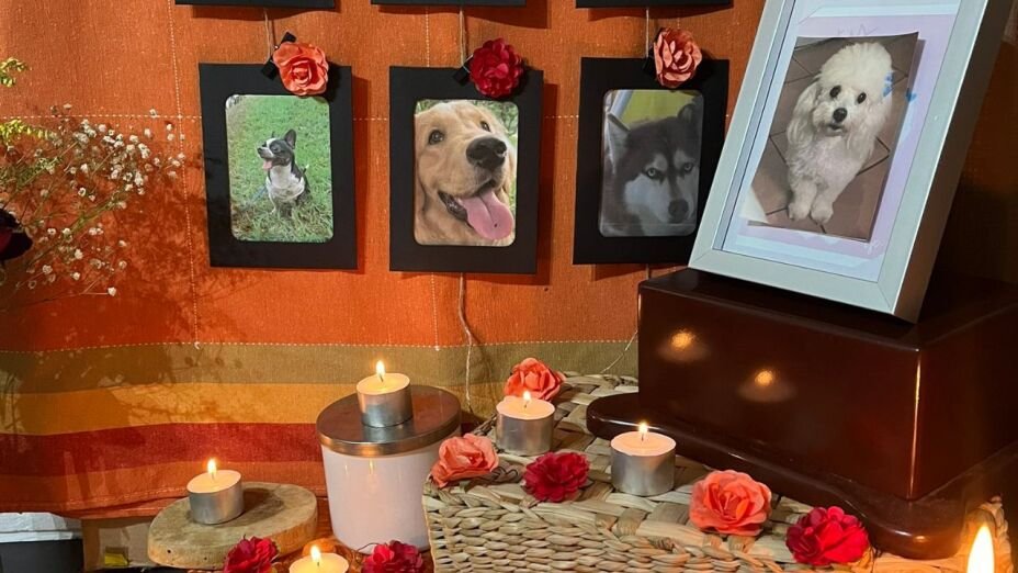 DiloConPerritos's tweet photo. 🕯️ Hoy celebramos el #DíaDeLasMascotasFallecidas, una fecha para honrar el amor incondicional y las huellas que dejaron perritos y gatitos en nuestras vidas; por ello, merecen un homenaje. 

Te invitamos a compartirnos las fotos e historias de tu mascota fallecida🧵 https://t.co/QOb0yxnao0