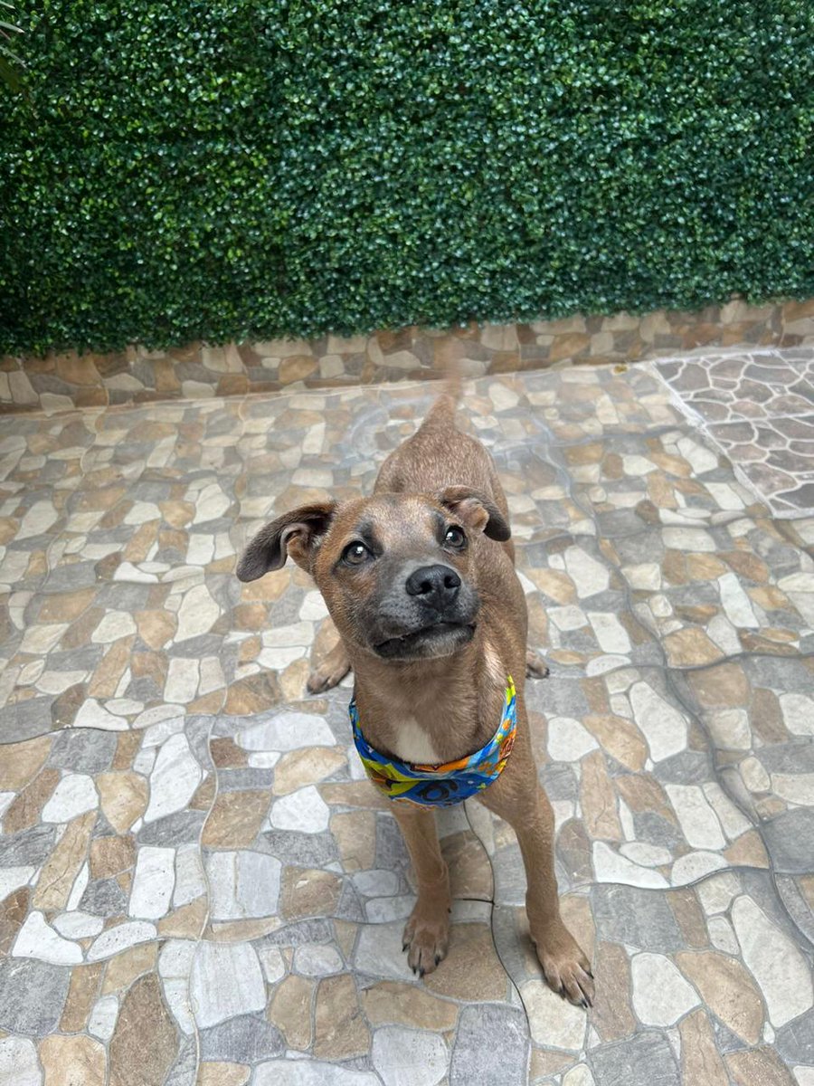 Scooby es un cachorro que fue rescatado de la calle, talla mediana, amigable, cariñoso y juguetón.  
Buscamos una familia para el 
Wats 5548724347
#rt #AdoptaNoCompres #ciudaddemexico #adopcionresponsable