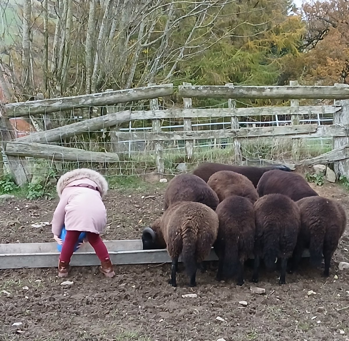 Shepherdess inspecting her 2024 lamb crop. We discussed if we should sell them as stores or keep them as prime. 

Looks like we are fattening them...

<a href="/HybuCigCymru/">HCC</a> <a href="/WelshLamb_PGI/">Welsh Lamb</a> <a href="/NFUCymru/">NFU Cymru 🚜</a> <a href="/FarmersWeekly/">Farmers Weekly</a>