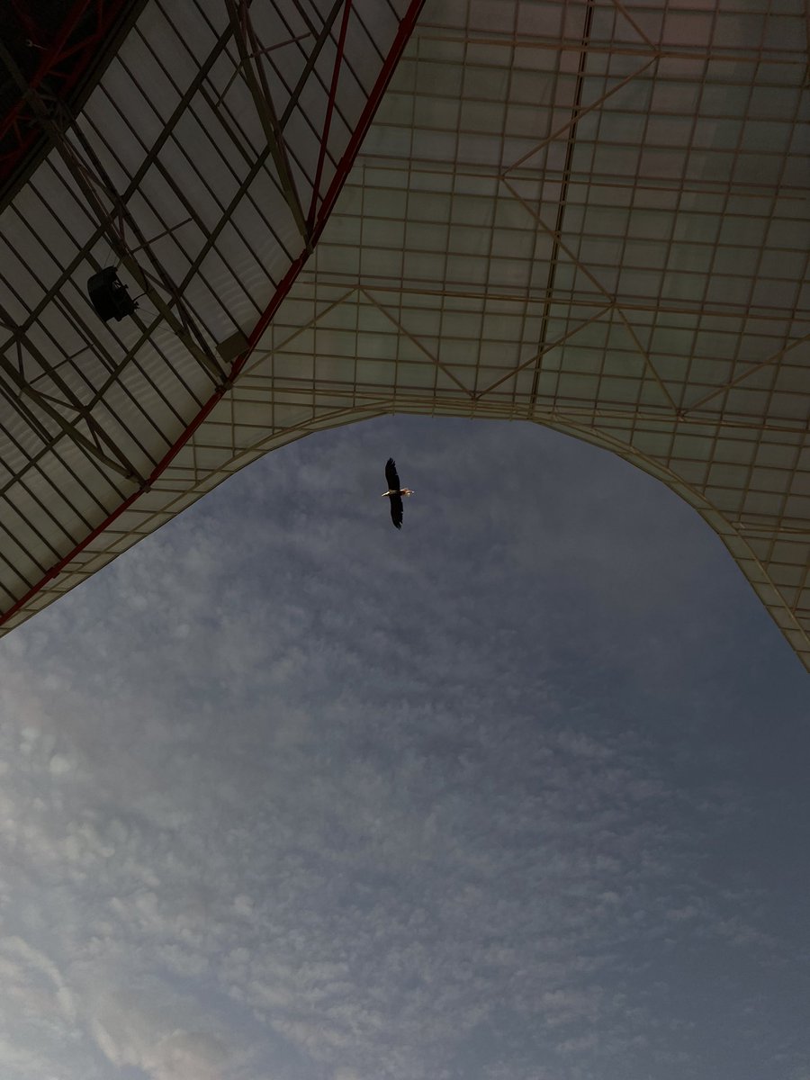 Somos a águia que no céu vai voar🦅