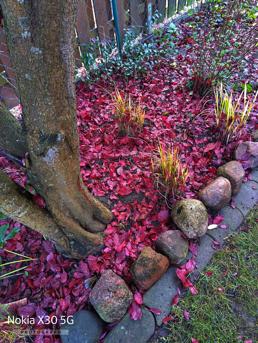 Macoers's tweet photo. In the middle of autumn... 
  📸 Nokia X30   50MP Mode
 f/1,9 1/50 5,56 mm ISO640

#HMD #ShotOnNokia #ShotOnHMD @Nokiapoweruser https://t.co/05HUf6g1ix
