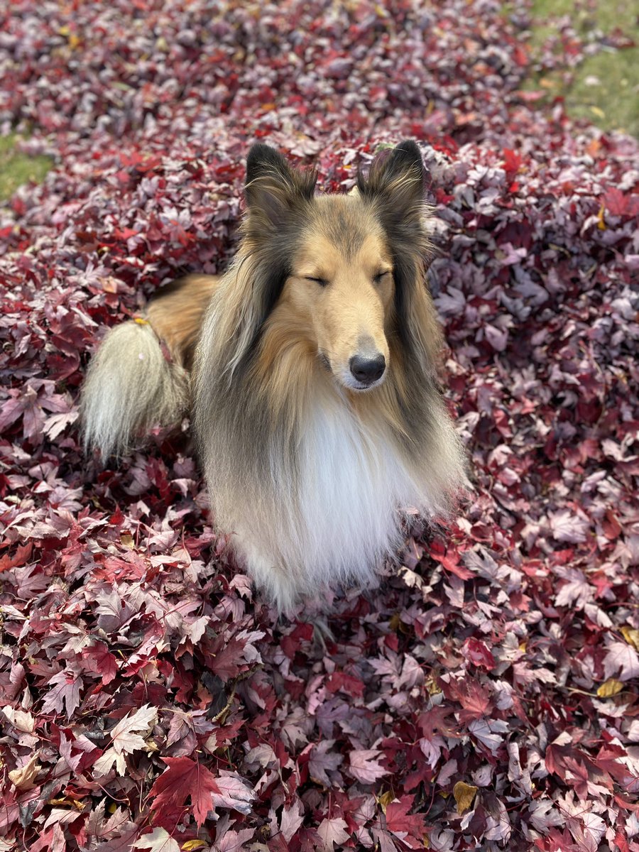 just a happy Peach and her leaves 🍂🍁🍂