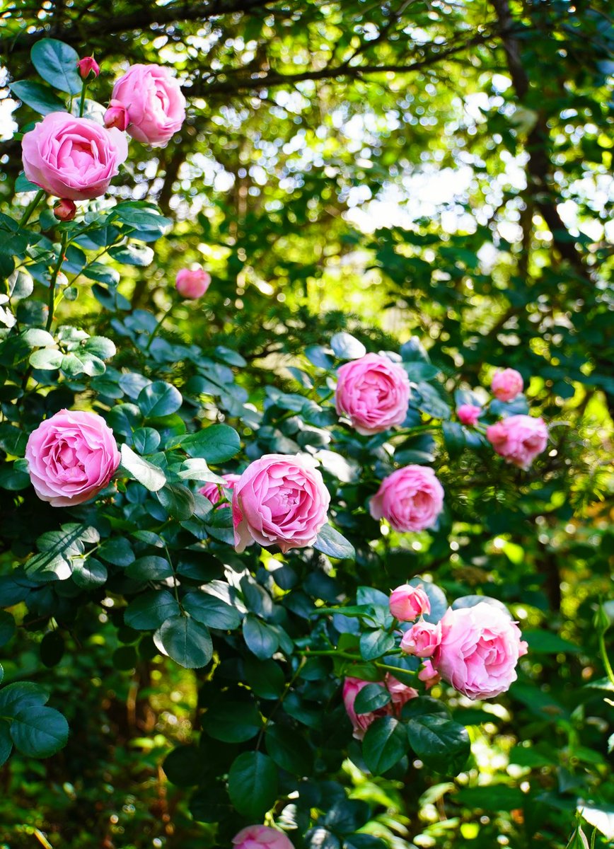 Mitsuketyattano's tweet photo. .
10月28日（月）
おはようございます

🌿🌹🍃🥀🌿🏵️🍃🥀🌿🌹🍃

今日もあなたが
たくさんの笑顔に包まれますように🍀

#TLを花でいっぱいにしよう
#Halloween 🎃 https://t.co/uATTrr8JbA