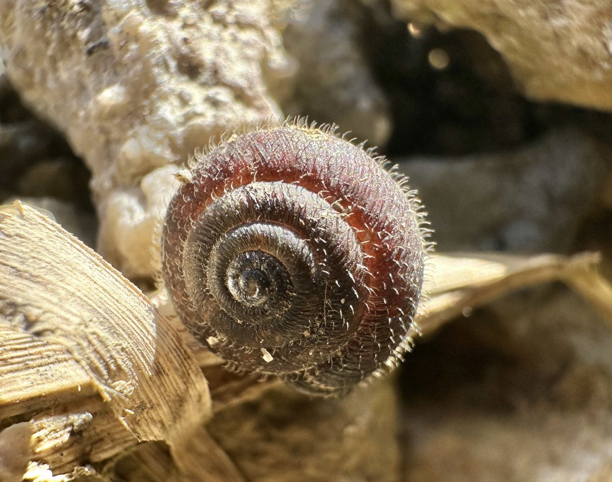 SteveTypesStuff's tweet photo. Hair Snail! (Trochulus hispidus) apparently common but as far as I know the first time that I have seen one.
(Dudley, Wrens Nest)
#uksnails #snails #molusc https://t.co/e0P2Q4SVcO