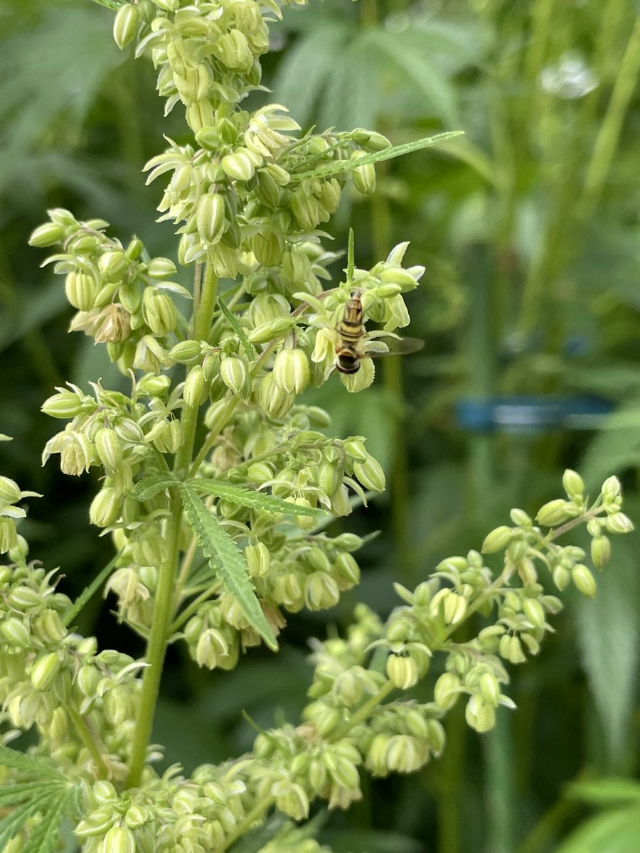 808geneticsjb's tweet image. This is a perfect example of why natural breeding of the plant  we all love is our preferred method. Grown organically, in recycled living soil no pesticides preserving the dank for future generations Dog Patch (Chem D x Chemdog 91 BX2) New Dog Patch menu is out now…