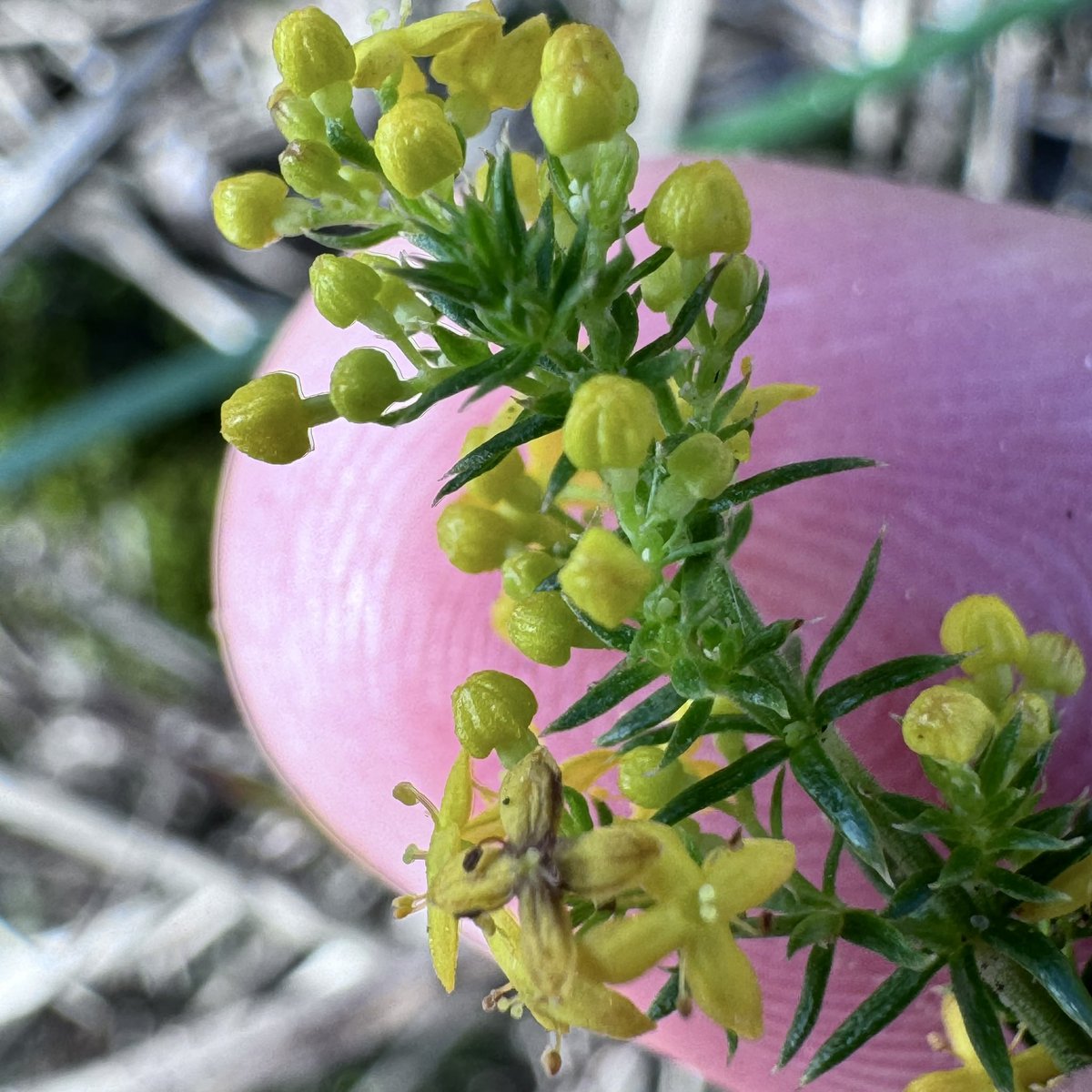 Geel Walstro (Galium verum)
#Texel #NatuurStruûnen <a href="/wildflower_hour/">wildflowerhour</a> <a href="/wildflowerhrNL/">wildflowerhourNL</a> #wildflowerhourNL #wildflowerhour