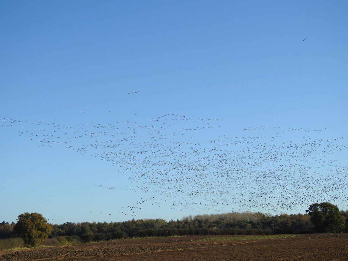 RichardThomlin2's tweet photo. Spot the snow goose? No neither could we! @Lincsbirding near Brocklesby in a field full of pinkies. 
We got our 'white fix' instead from these whooper swans @CovenhamHoliday and another family party with 3 young in a field. Also masses of great c &amp; little grebe
@Matthew72971990 https://t.co/TSnki8MbF8