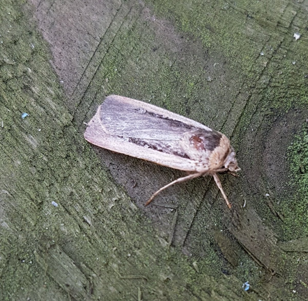 Mark Andrews (@msabirder) on Twitter photo Like buses......
#teammoth #kilnsea
<a href="/DoubleKidney/">Charles Fletcher</a>
from last night, also Delicate, 2 Palpita Vitrealis and my 2nd Clancy's Rustic Like buses......
#teammoth #kilnsea
<a href="/DoubleKidney/">Charles Fletcher</a>
from last night, also Delicate, 2 Palpita Vitrealis and my 2nd Clancy's Rustic