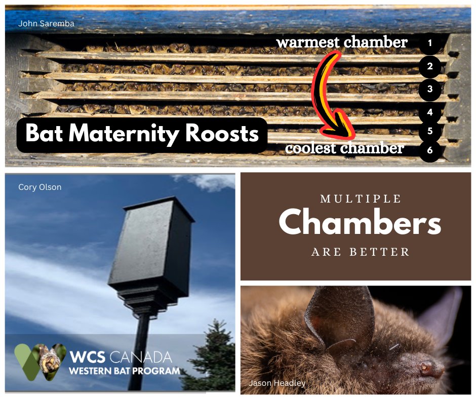 Happy #BatWeek2024! Bats need a variety of roost sites with &gt;temp variation. Bat box design can create gradients of temperatures, number of chambers, size of box &amp; exterior colour are all important. See doi.org/10.7944/P99K4B… for best practices for bat house management in NAm.