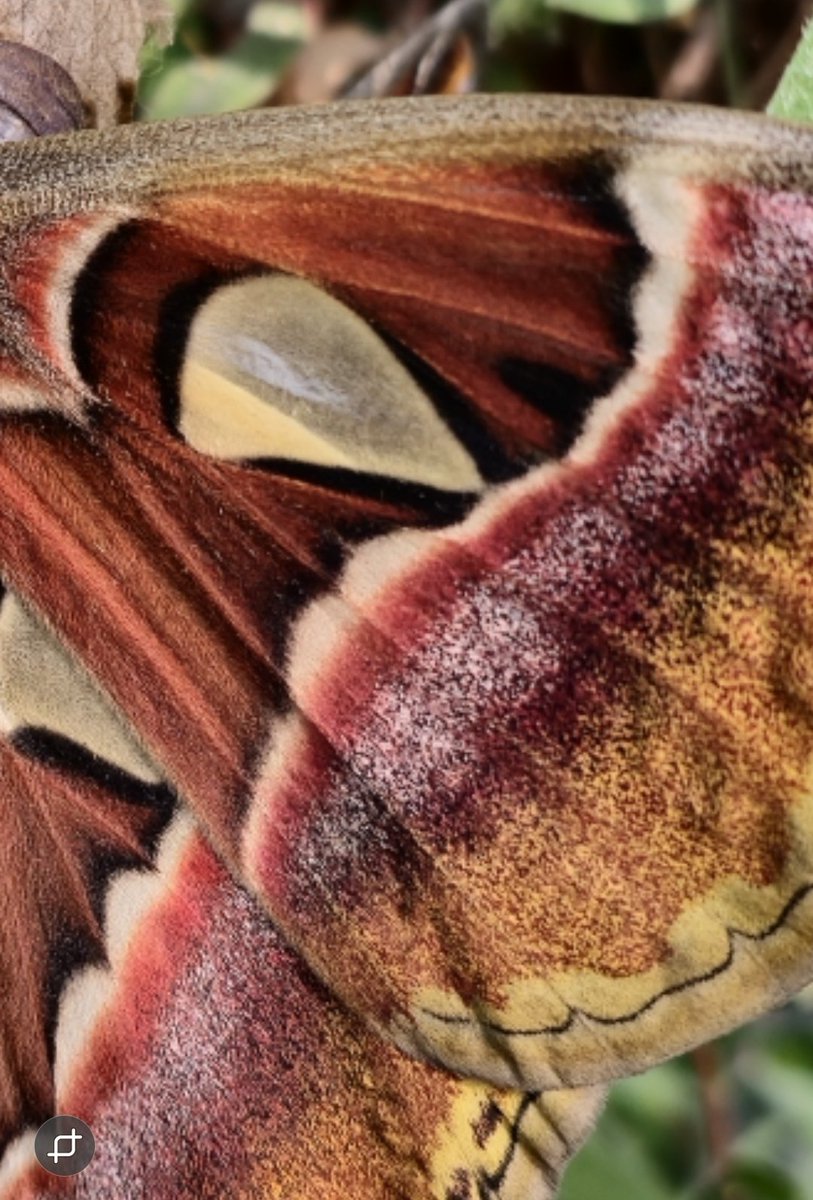 LondonButterfly's tweet photo. Just in time for half term our Atlas Moths are starting to emerge !

So pop down and come and say hello to our Moths!

Don't forget your ticket allows you all day access to the butterfly house so you can come out, cool down, go and grab some lunch and enjoy everything else onsite https://t.co/GEIV81GtxD