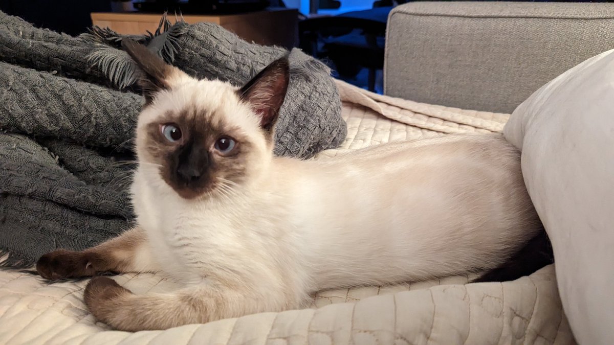 els🐐エリス tweet media