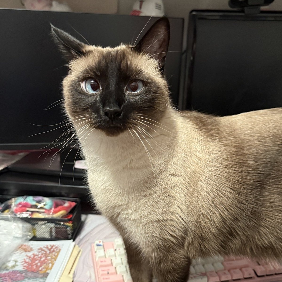 els🐐エリス tweet media