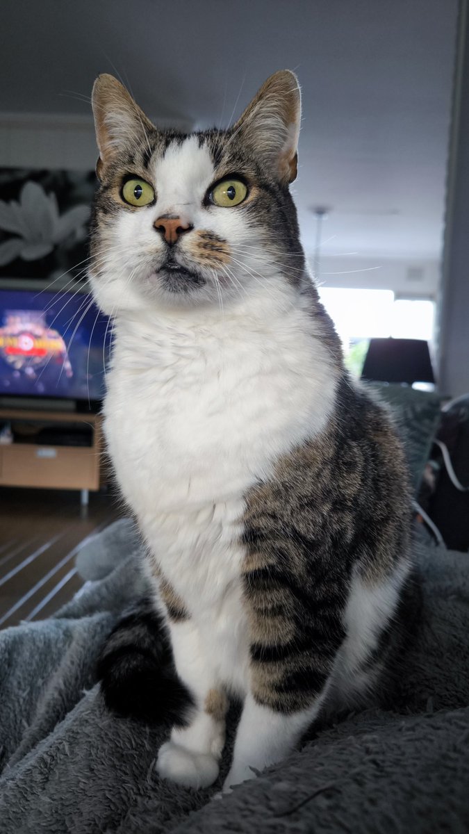 Jullie krijgen de groetjes 

#Boef #Boefpoes #hallo #prrrrrr