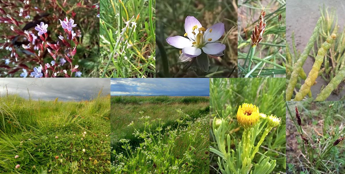 Treebeard_793's tweet photo. #Saltmarsh species are amazing, adapted to life on both land and sea 💚
Please do have a look at the #SaltmarshCode consultation - we desperately need more ways to finance coastal habitat restoration for #Wildlife, #Carbon &amp; #NaturalCapital
#wildflowerhour
Link ⬇️ https://t.co/5q0nq3ktki