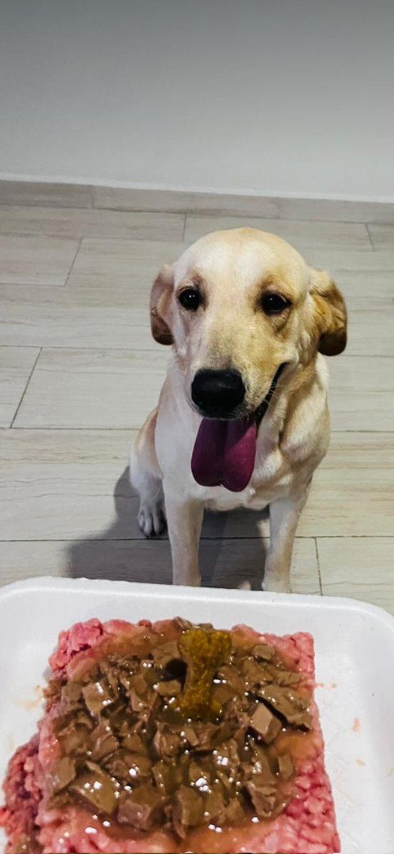Chimimaxy's tweet photo. @twaniimals 🐶 https://t.co/VJF9NWM3L4