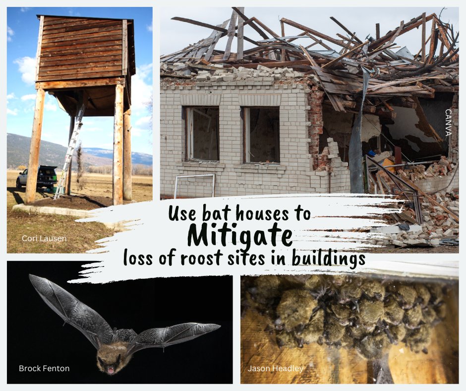 Happy #BatWeek2024! Bat houses should be installed before the loss of a building roost but if not, install asap after a roost loss. See doi.org/10.7944/P99K4B… for best practices for using bat houses in North America. #BatHouses #BestPractices #RoostLoss