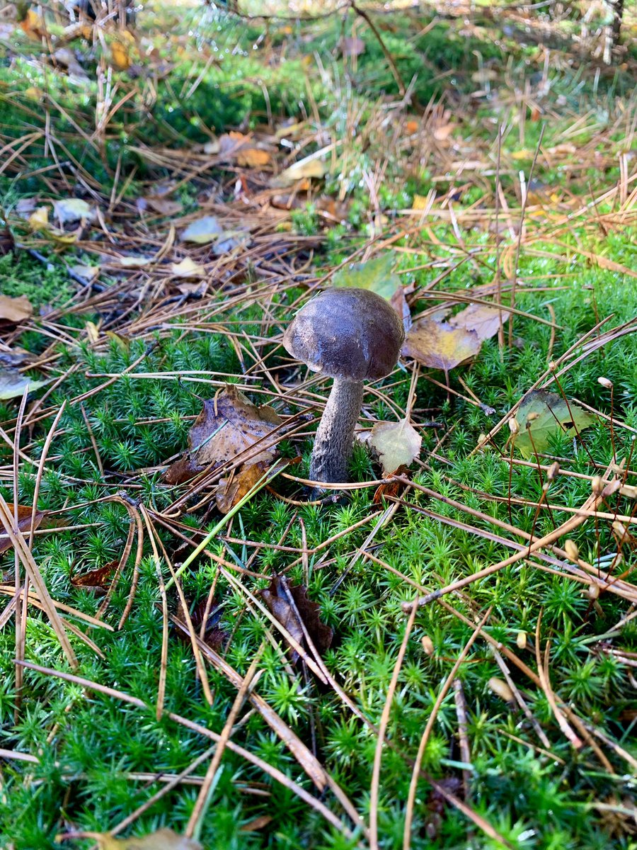 #AutumnVibes today with a lovely relaxing trip to the woods with colleagues of the #UFT @ Uni Bremen. #UFTMushrooms