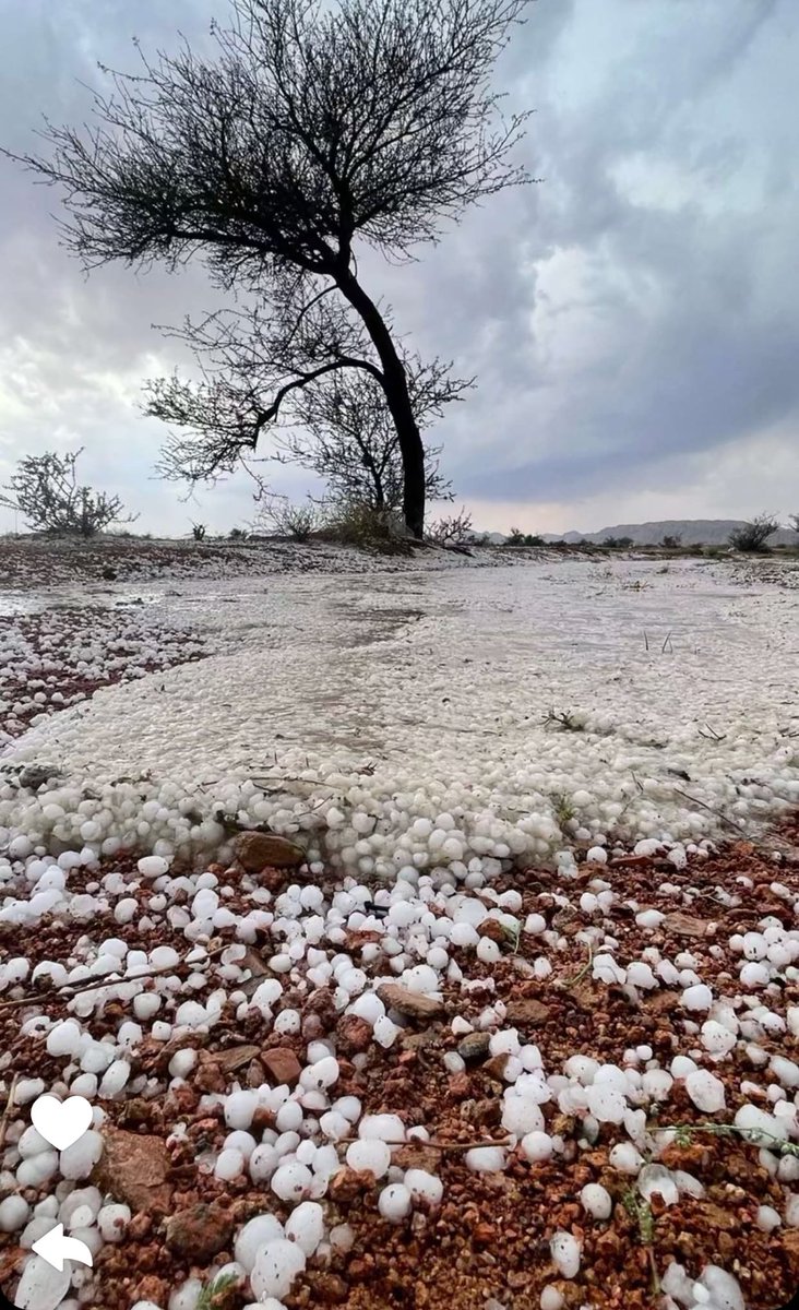 مواري يوم #خميس دسم إن شاء الله  
وماهو مستبعد 
مقبلات قبله 
وحلا بعده 
قولوا يالله .
#خليص