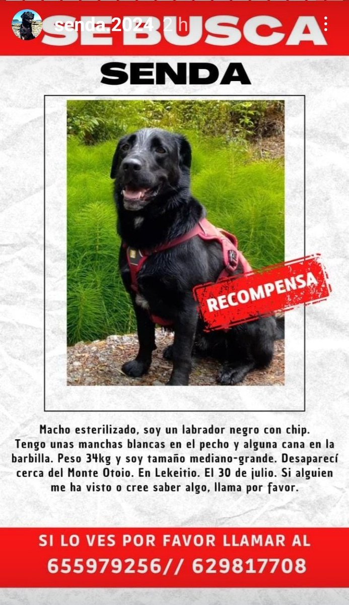 Drezella_966192's tweet photo. Twitter haz tu magia 
Compartir porfa 🙏🏽
Senda, es un labrador perdido en el país Vasco 
Sus papás están desesperados 
Casper 🐾🐾
os puede que deis  retwitt 
Y la Loba también 
🙏🏽
#CosasDeLaLoba 🐺 https://t.co/HQpaCC28Mf
