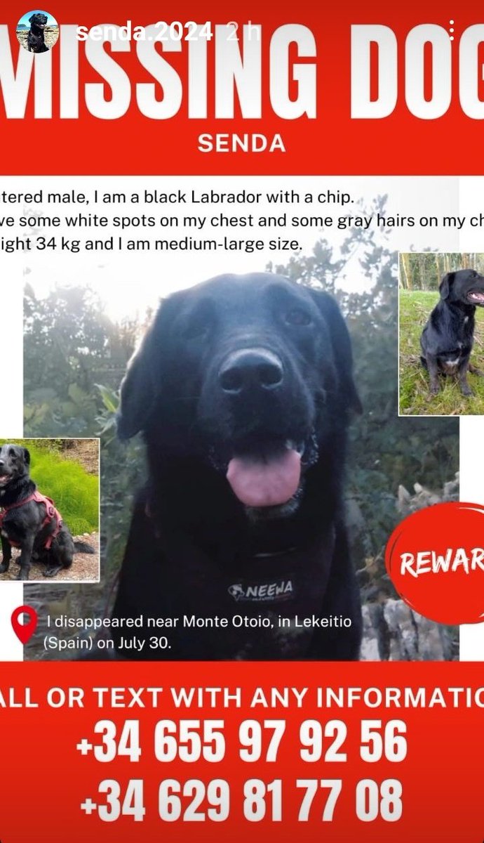 Drezella_966192's tweet photo. Twitter haz tu magia 
Compartir porfa 🙏🏽
Senda, es un labrador perdido en el país Vasco 
Sus papás están desesperados 
Casper 🐾🐾
os puede que deis  retwitt 
Y la Loba también 
🙏🏽
#CosasDeLaLoba 🐺 https://t.co/HQpaCC28Mf