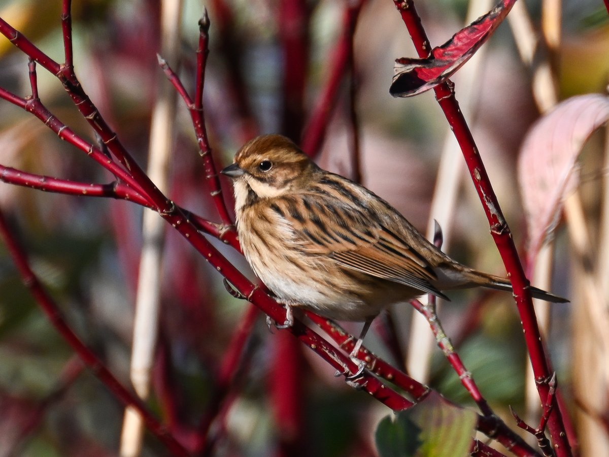 Frank Sengpiel 👨🏼🔬🧠🌵🦋🦉🦊🌺 (@cactusfranks) on Twitter photo Female Reed Bunting amongst red dogwood at <a href="/RSPBNewport/">RSPB Newport Wetlands</a> this morning
#autumnphotography #autumn2024 #birdphotography #birdwatching Female Reed Bunting amongst red dogwood at <a href="/RSPBNewport/">RSPB Newport Wetlands</a> this morning
#autumnphotography #autumn2024 #birdphotography #birdwatching