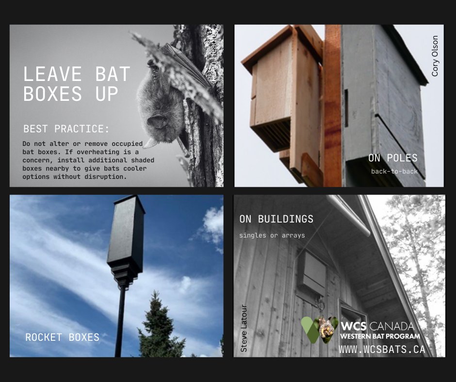 Happy #BatWeek2024! Do you have a bat house? Does it overheat? Or no bats? Best advice is to leave it up &amp; add a few more boxes (within 100m) to give bats options if they have to move. Empty boxes may be important during portions of the year. See doi.org/10.7944/P99K4B… for BMPs