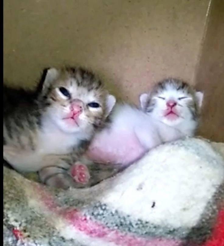 HumBinki's tweet photo. augh,, bbinki,,, has duplicated,,., mito, sis,,, ., ! https://t.co/30jJC7jNej