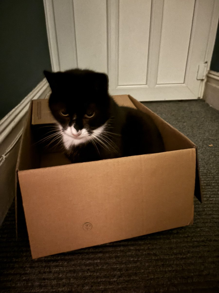 justjan82's tweet photo. Barry has fallen on hard times, and finds himself in a makeshift cardboard dwelling. You can support cats like Barry, by doing everything for them, and yet they still whine like little ungrateful toads ALL the god damn time.. https://t.co/KVEe2yfRo8